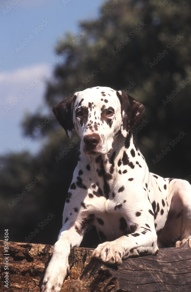 chien  Dalmatien