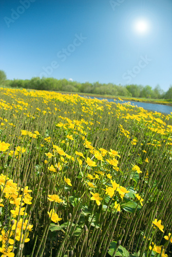 Meadow with yellow  field colour © Fanfo