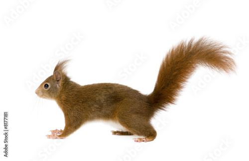 Eurasian red squirrel - Sciurus vulgaris (2 years)