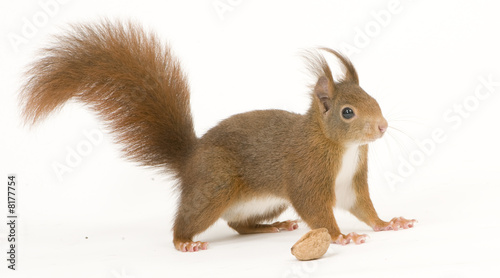 Fototapeta Eurasian red squirrel - Sciurus vulgaris 