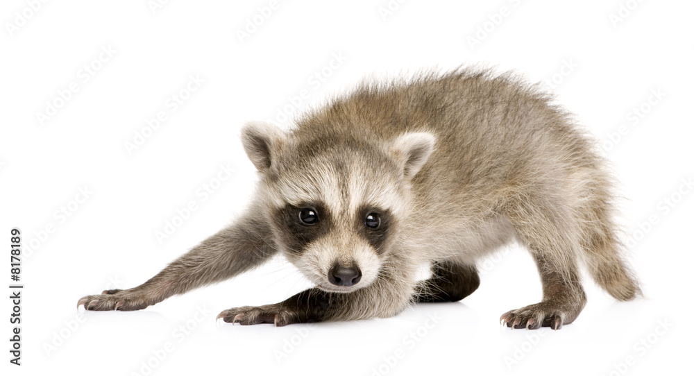 Obraz premium baby raccoon (6 weeks) - Procyon lotor
