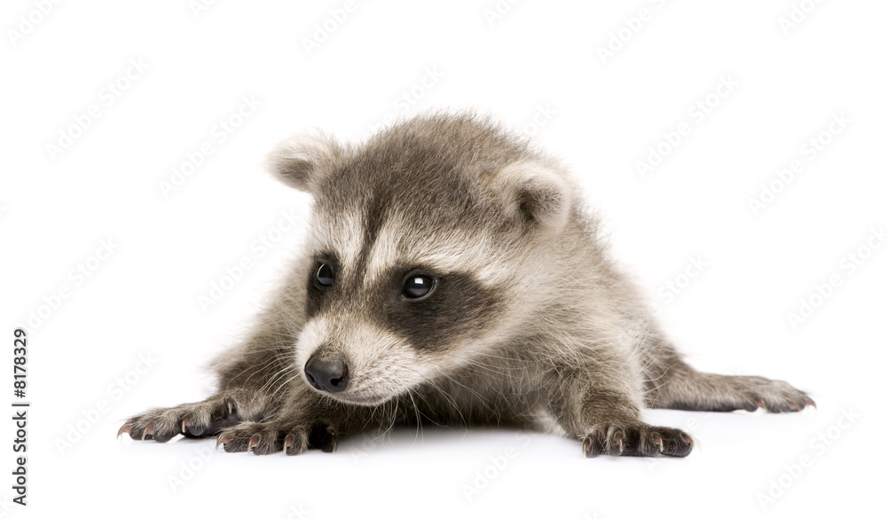 baby raccoon (6 weeks) - Procyon lotor