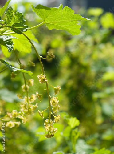 blooming redcurrant