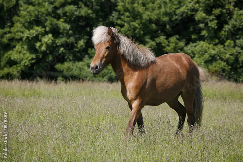 Nice brown mare in a Danish meadow.