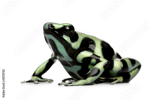 green and Black Poison Dart Frog - Dendrobates auratus