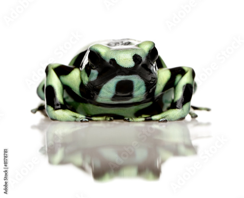green and Black Poison Dart Frog - Dendrobates auratus