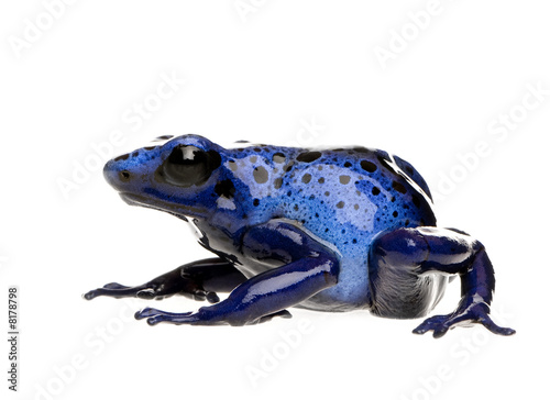 Dendrobates azureus