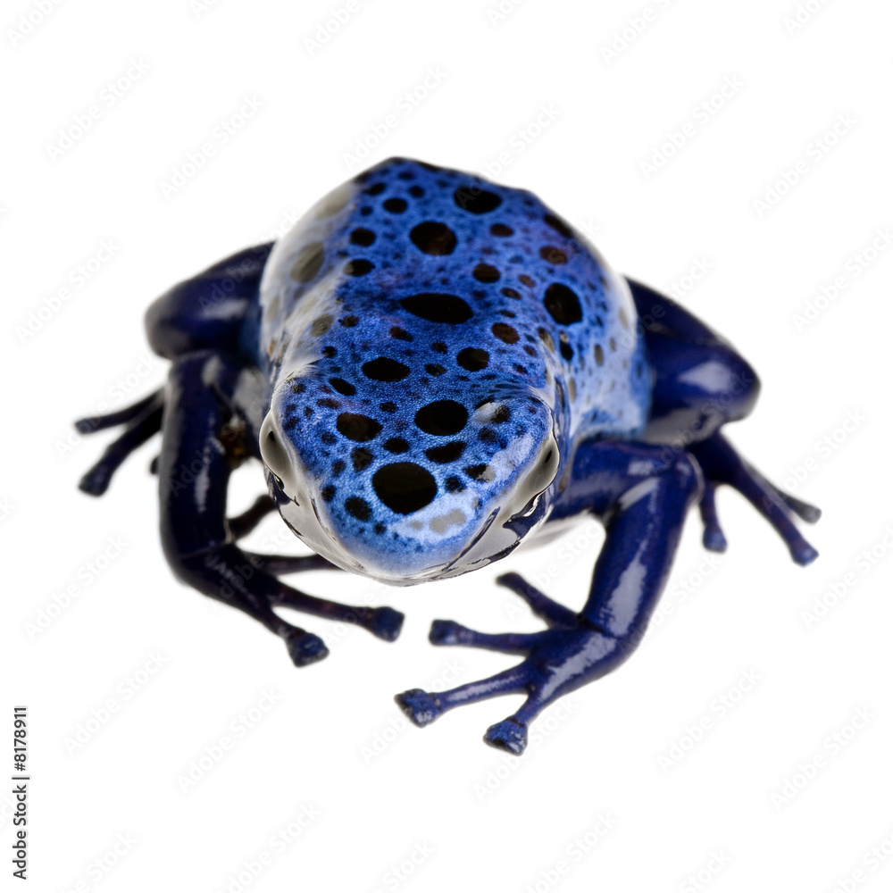 Fototapeta premium Dendrobates azureus
