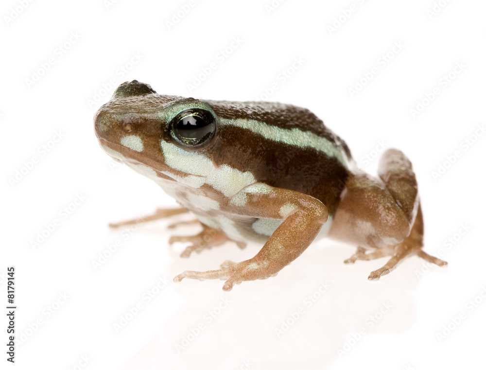 Phantasmal poison frog - Epipedobates tricolor Phantasmal poison frog - Epipedobates tricolor