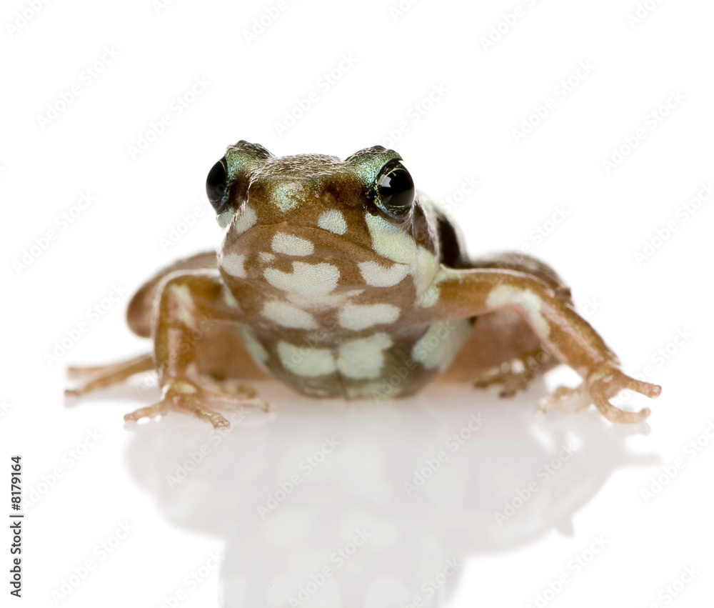 Zdjęcie Stock: Phantasmal poison frog - Epipedobates tricolor | Adobe Stock
