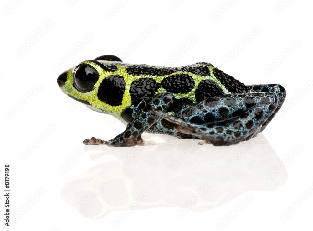 Obraz premium Imitating Poison Frog - Ranitomeya imitator