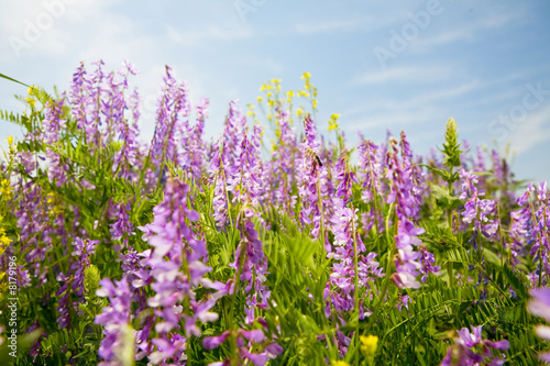 Foto field of vicia cracca