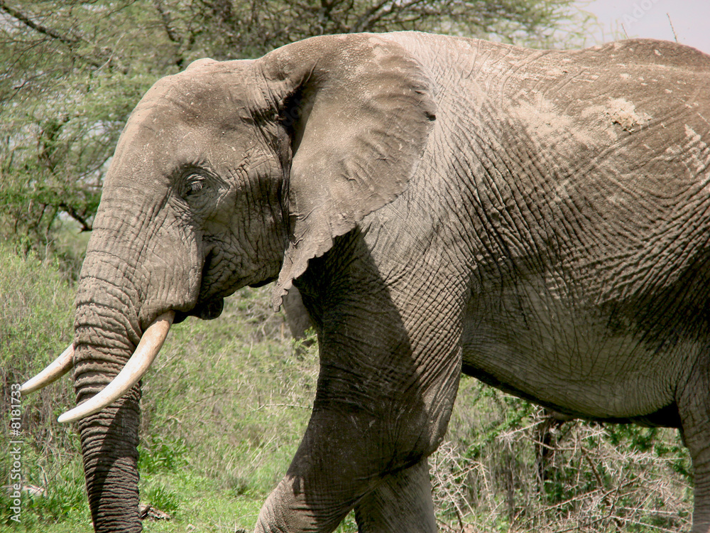 Naklejka premium Elephant1