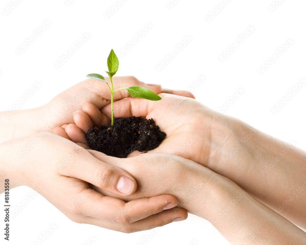 Transplant of a tree female and children's hands Transplant of a tree female and children's hands