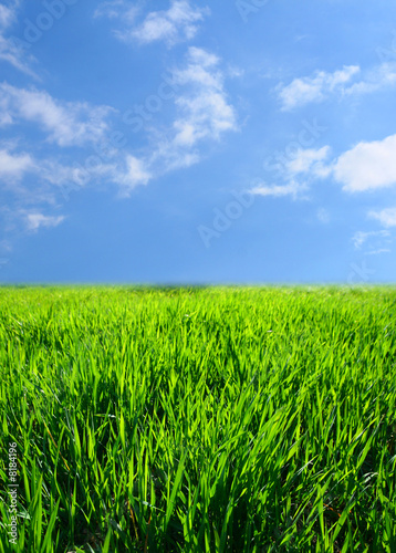 green grass landscape