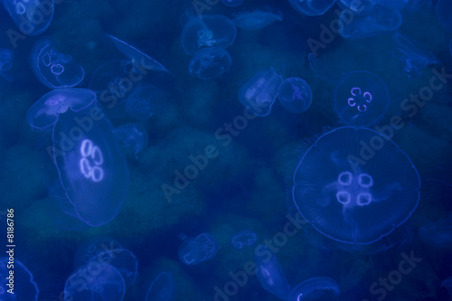 jellyfish background © Sergii Mostovyi