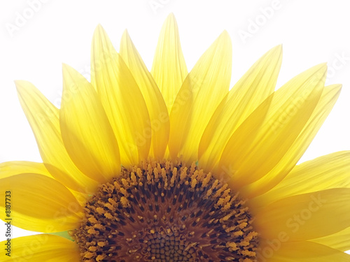 Half sunflower on natural back light
