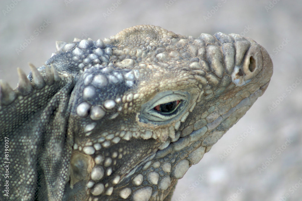 Fototapeta premium Iguana Dragon