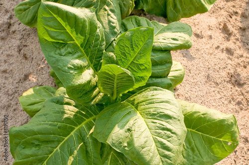 Tobacco Plant photo