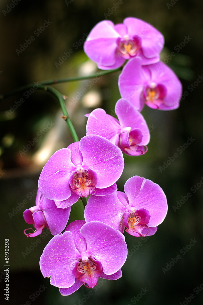 Obraz premium Fresh Flower