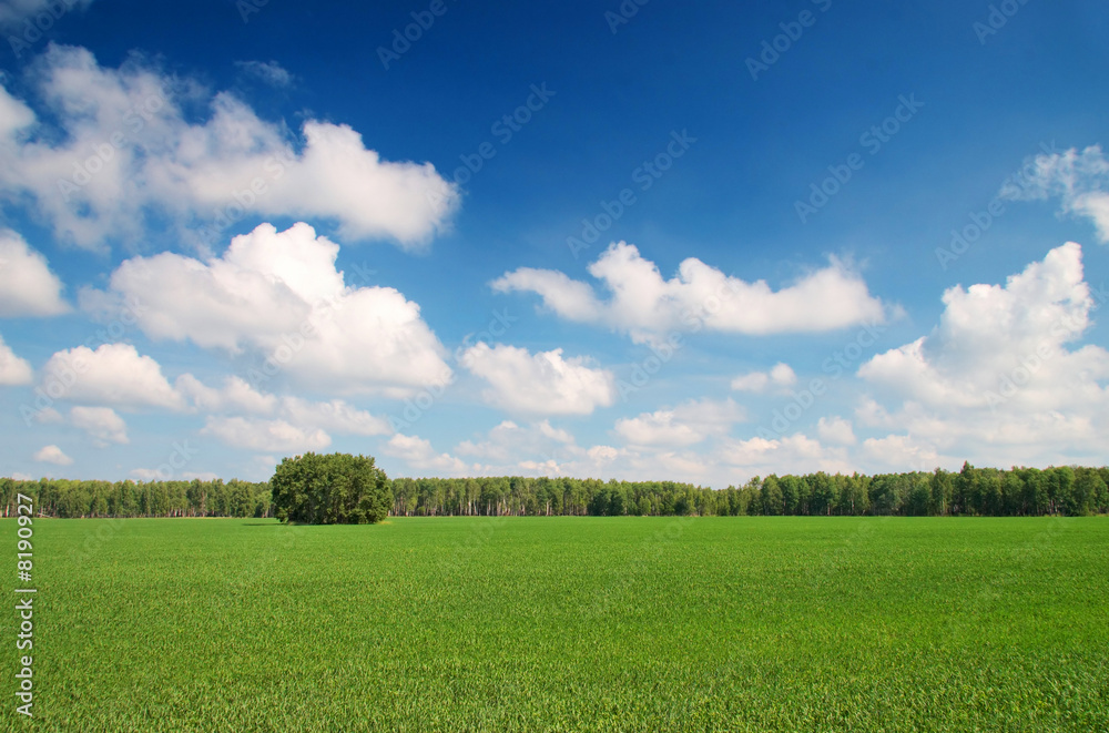 Grass field Grass field