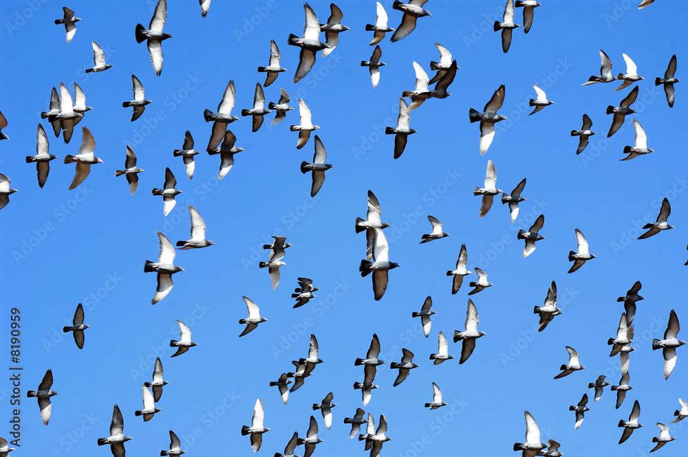Obraz premium Flying doves