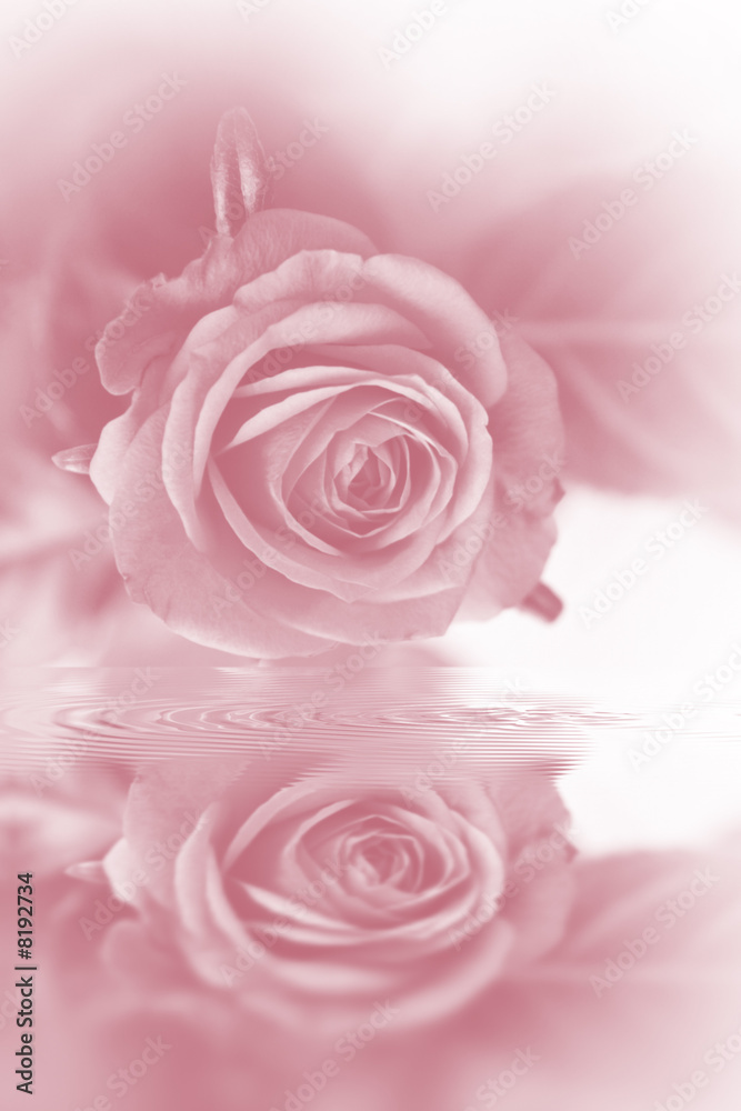 Rose tendre Rose tendre