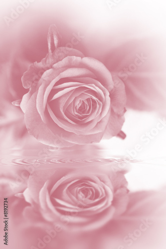 Fototapeta Naklejka Na Ścianę i Meble -  Rose tendre