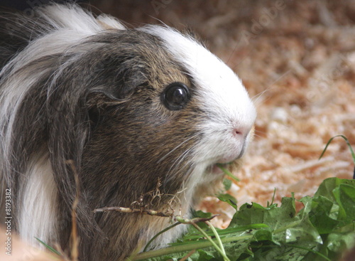 guinea pig  nessie2