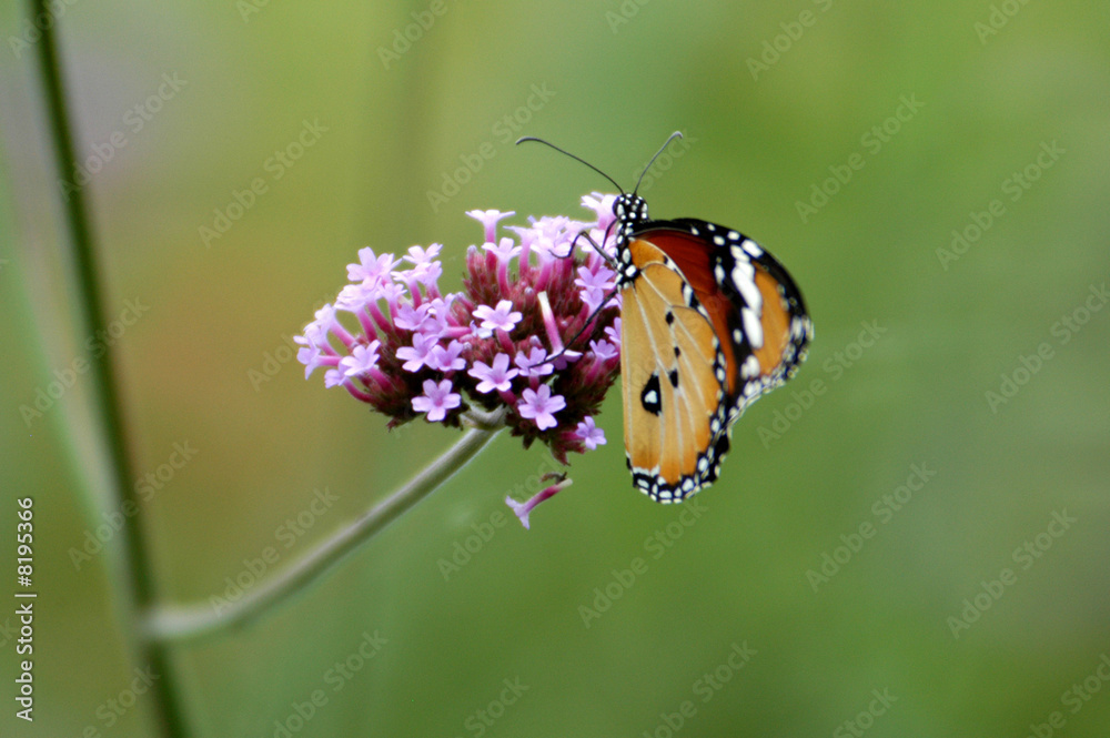 Obraz premium butterfly and flower