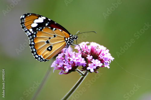 butterfly and flower © bheka