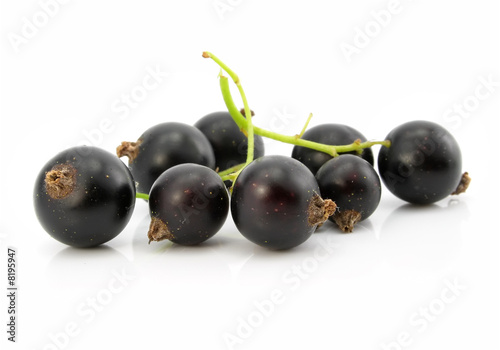 branch of black currant fruits isolated