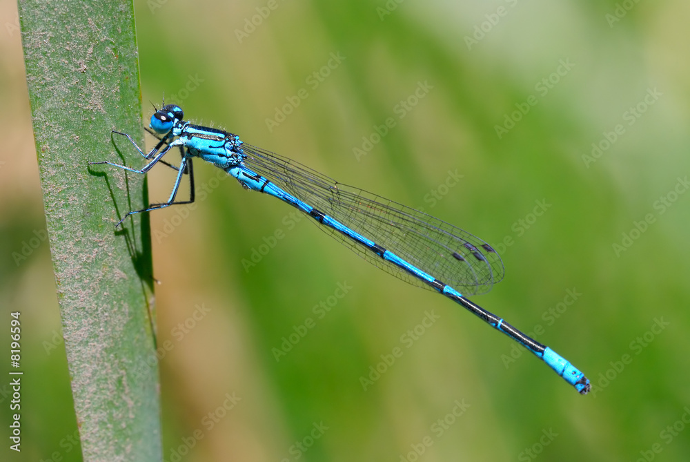 Blue damselfly