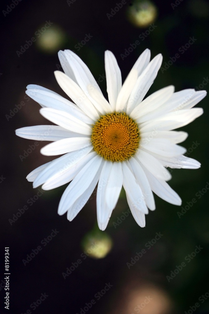 Obraz premium Margherita #1