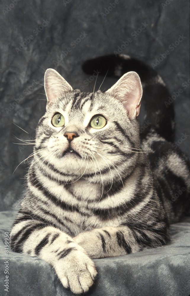 Fototapeta premium chat regard American Shorthair