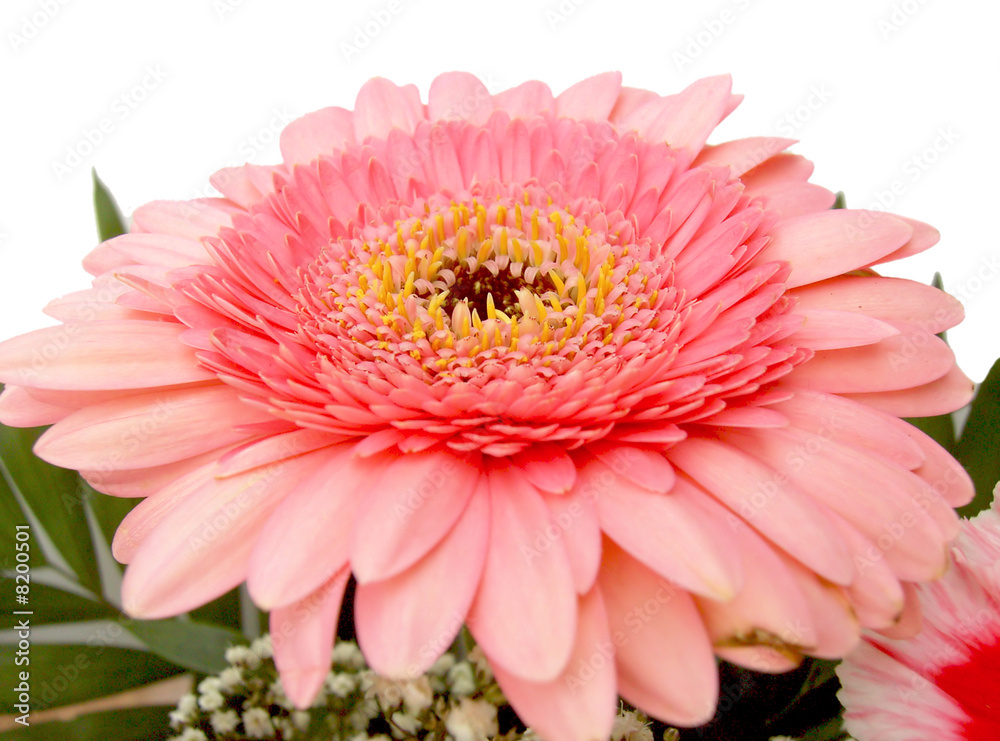 Blumenstrauß - bouquet of flowers 16 Blumenstrauß - bouquet of flowers 16