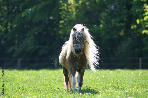 Fotografie Pony rennt auf mich zu