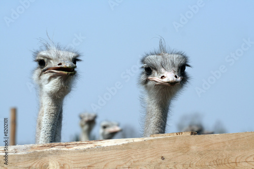 Ostrich