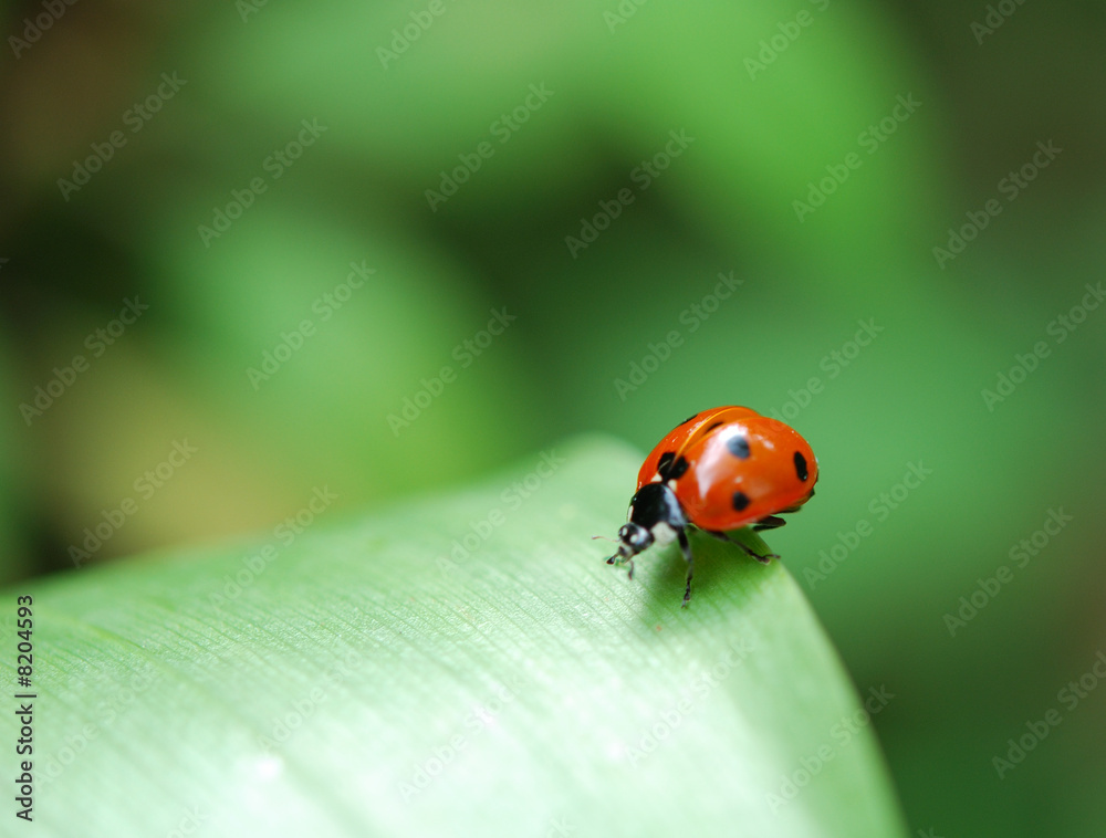 coccinelle 2