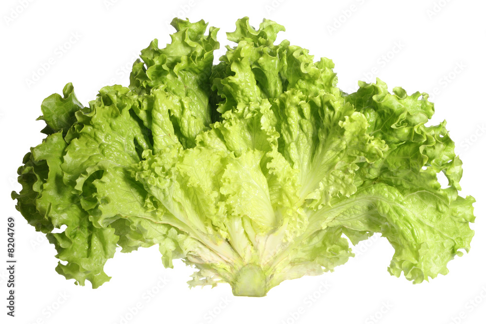 Lettuce Lettuce