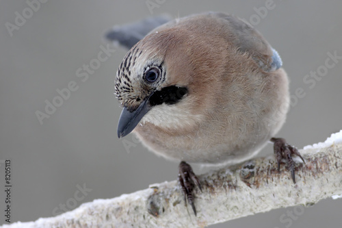 Eurasian Jay photo