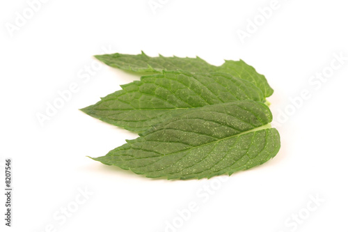 fresh mint leaves close up