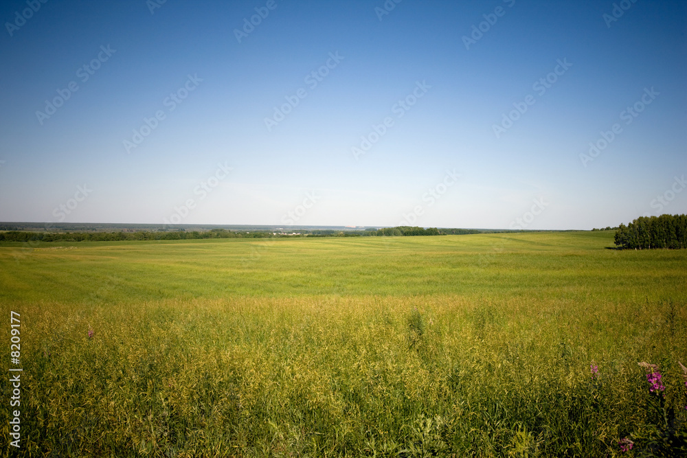 Grass meadow and blue sky