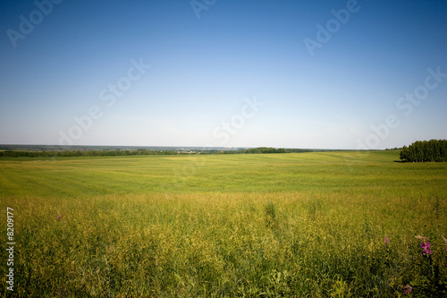 Grass meadow and blue sky