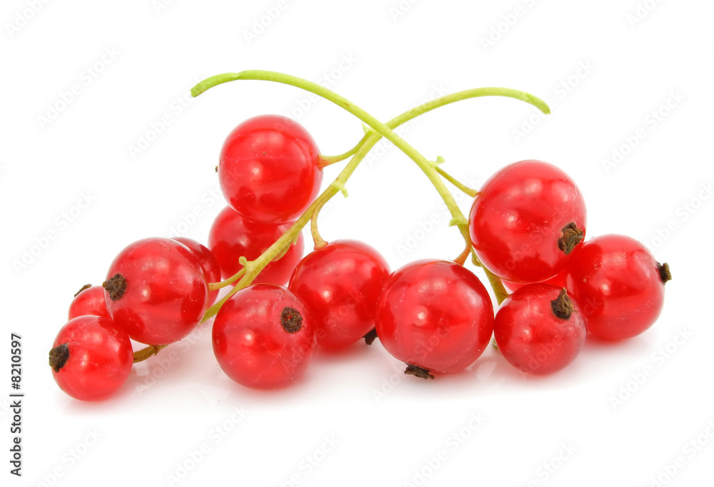 branch of red currant fruits isolated branch of red currant fruits isolated