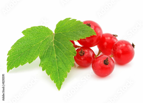 branch of red currant fruits isolated