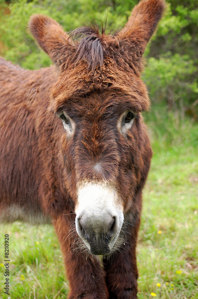baudet du poitou baudet du poitou