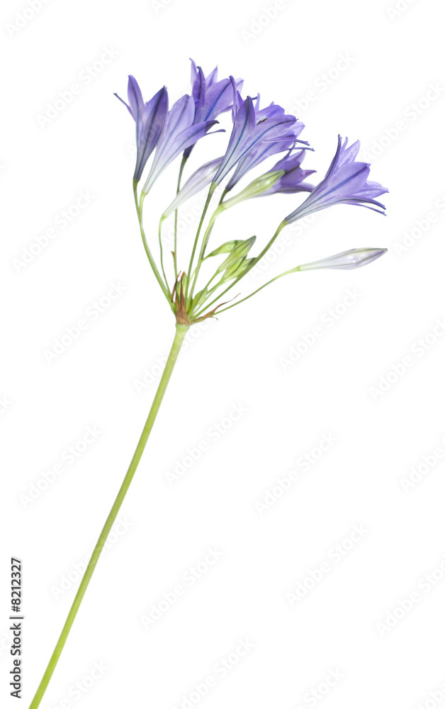 Obraz premium brodiaea, single stem