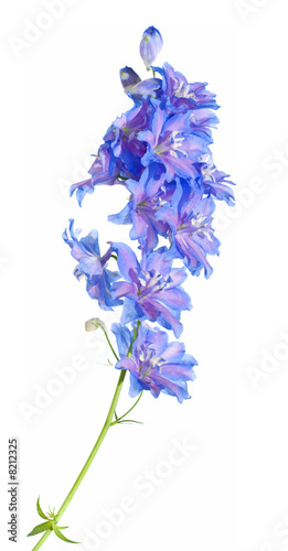 Vászonkép bright blue delphinium flowering spike, isolated