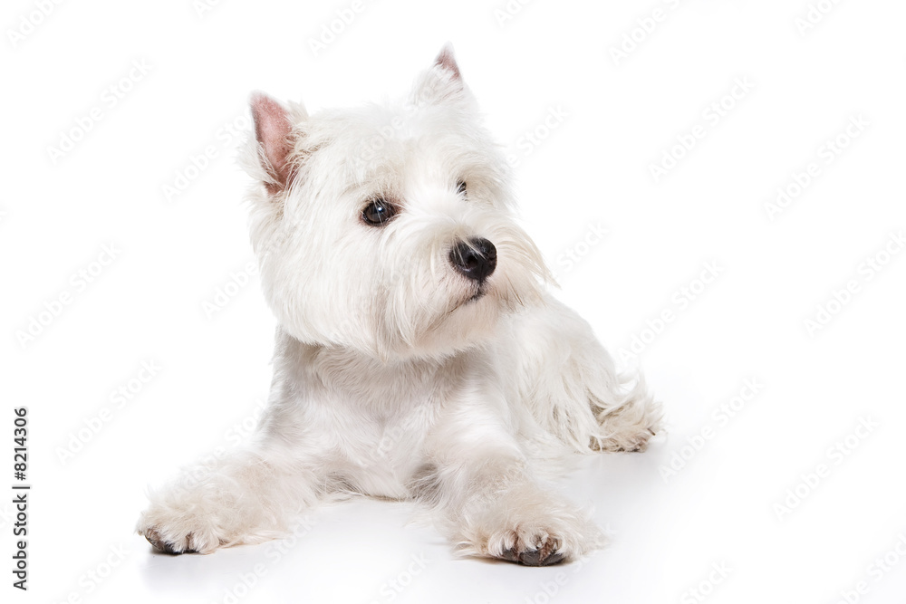 West Highland White Terrier puppy on white background